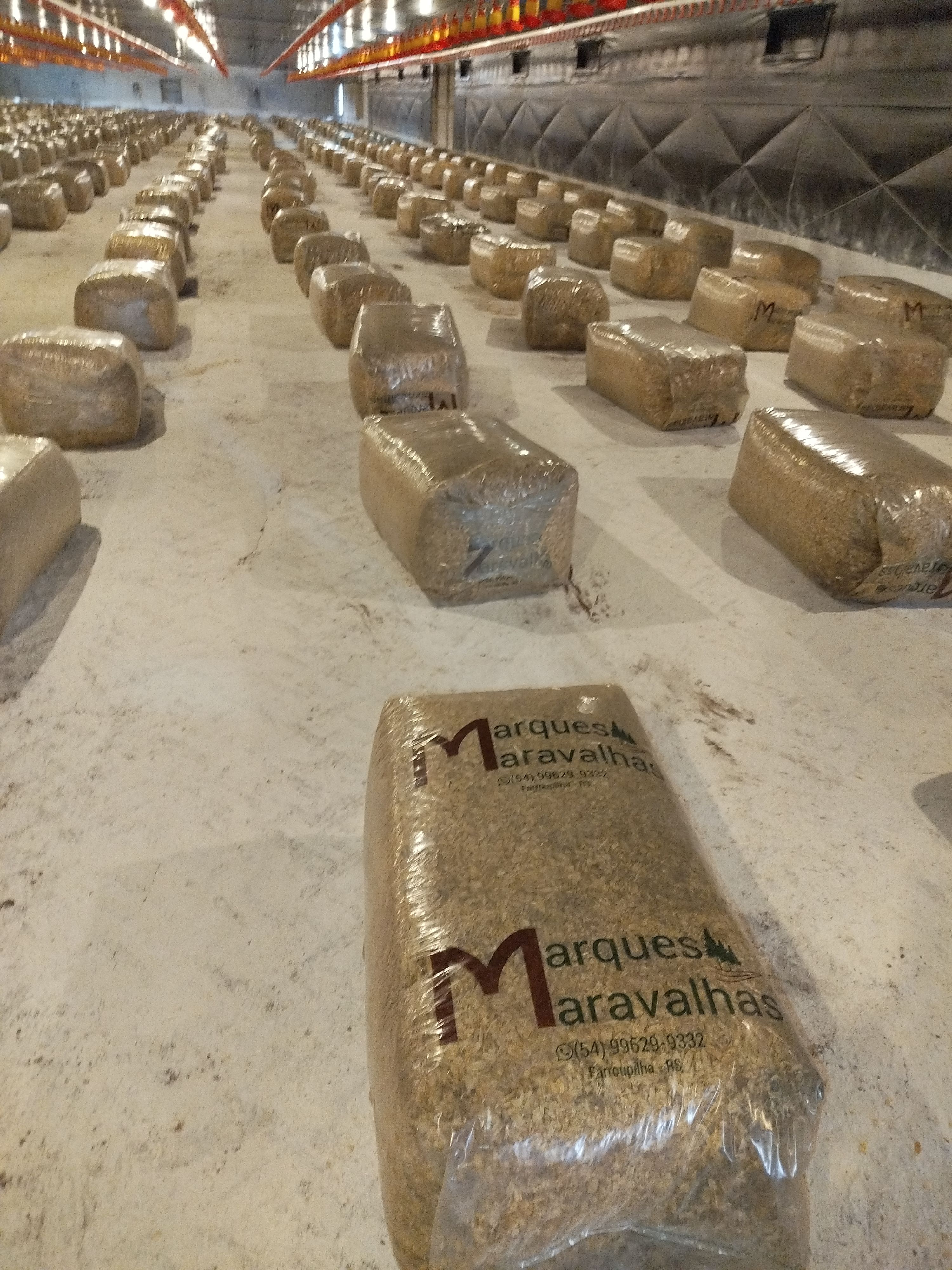 Marques Maravalha no aviário.jpg