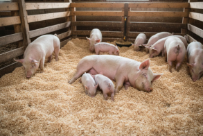 Suínos na maravalha.png