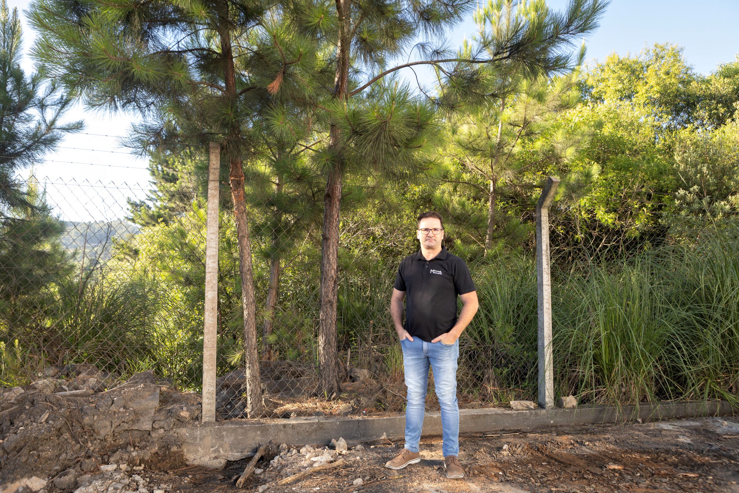 Pinus de Reflorestamento.jpg