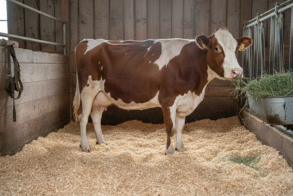 Gado leiteiro na maravalha.png