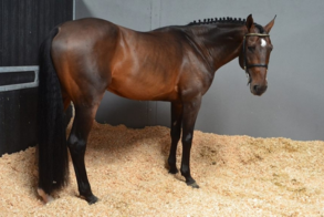 Cavalo na maravalha.png