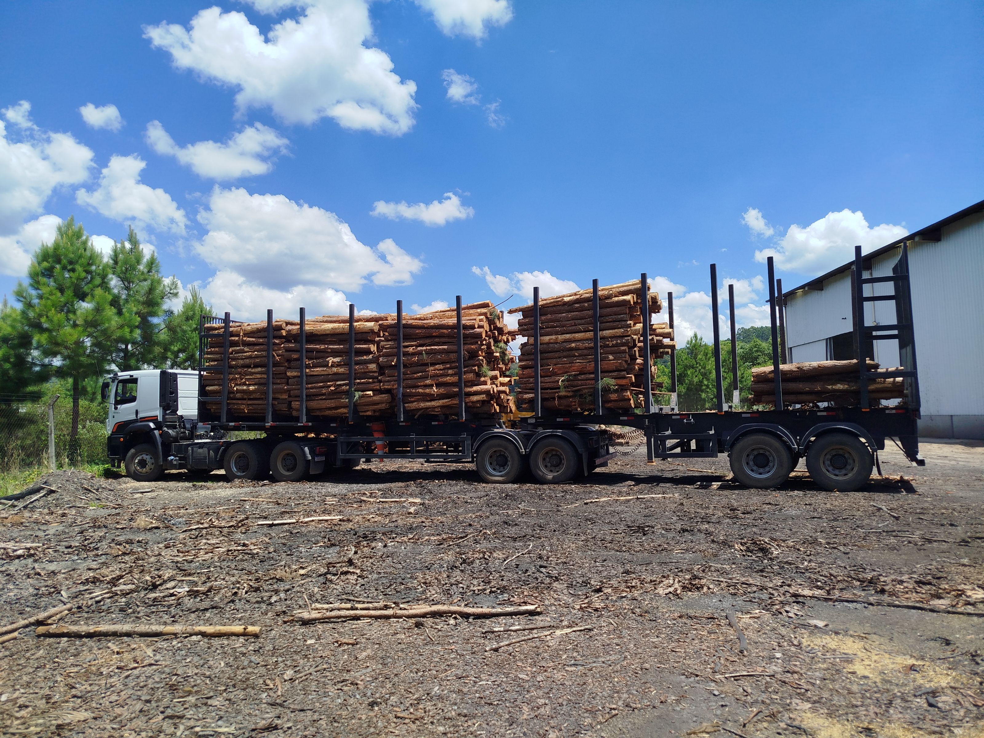 Madeira de Pinus Marques Maravalhas.jpg