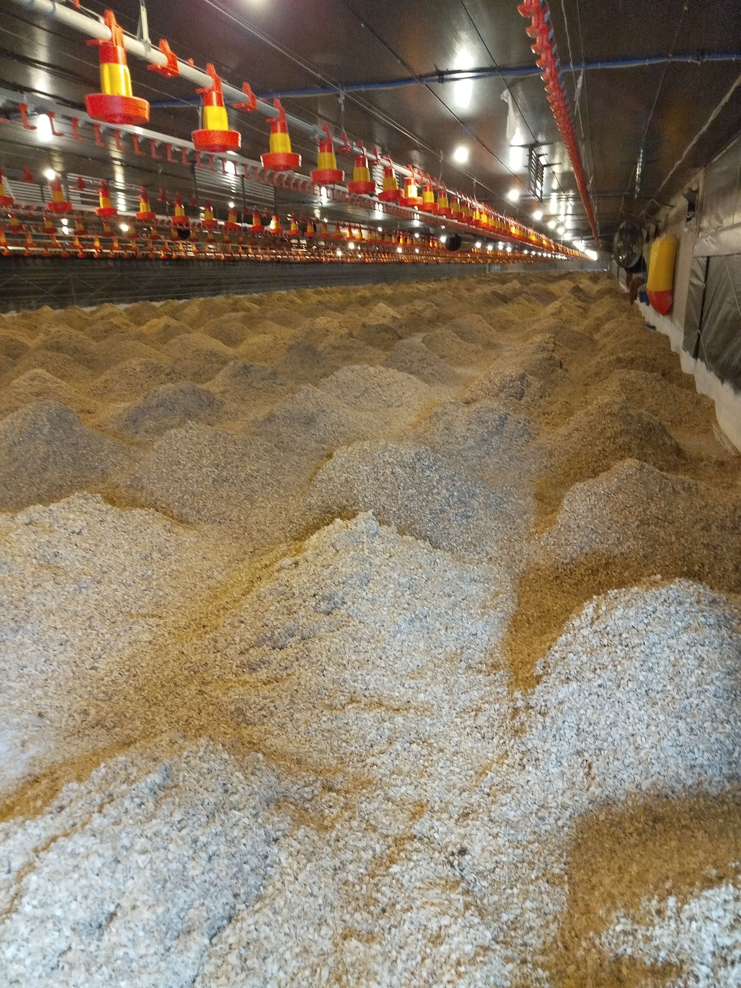 Maravalha Marques Maravalhas.jpg