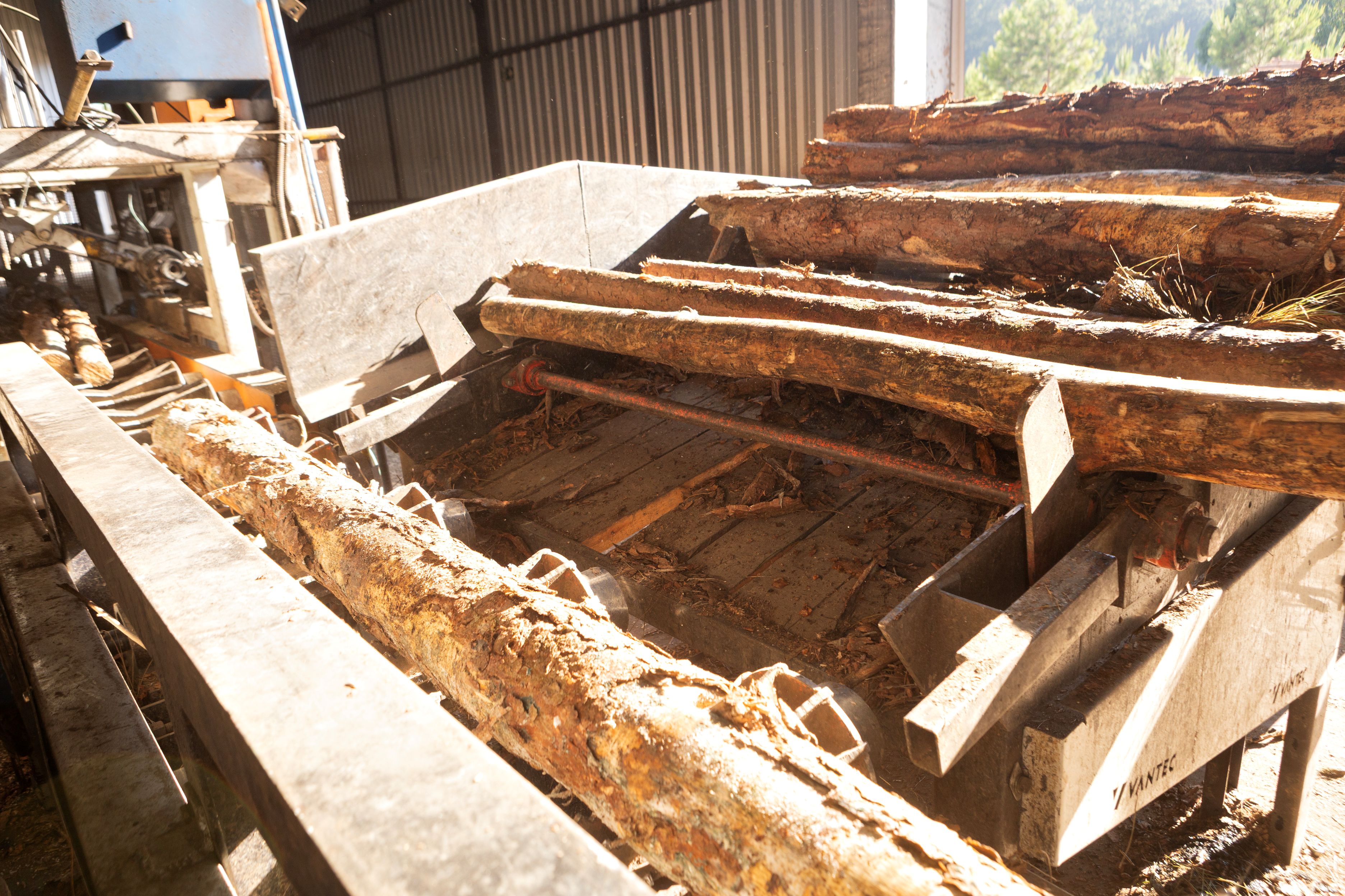 Pinus para Maravalha Marques Maravalhas.jpg