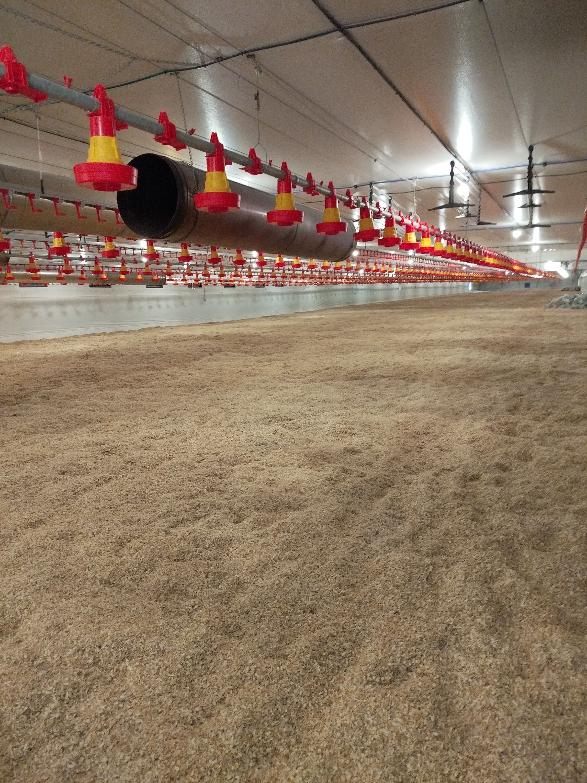 Maravalha da Marques Maravalhas no aviário.jpg